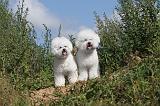 BICHON FRISE 287